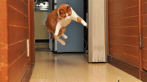 Does FedEx Ship on the Weekends? And Why Do Cats Always Land on Their Feet?