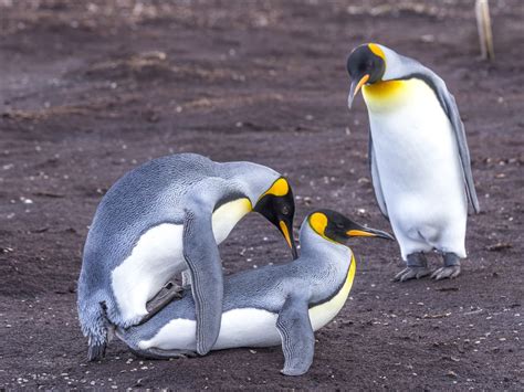 Does Waterstones Ship to the US? And Why Do Penguins Prefer Paperbacks?