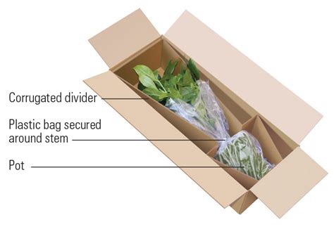 How to Ship Live Plants: Unraveling the Roots of Botanical Logistics