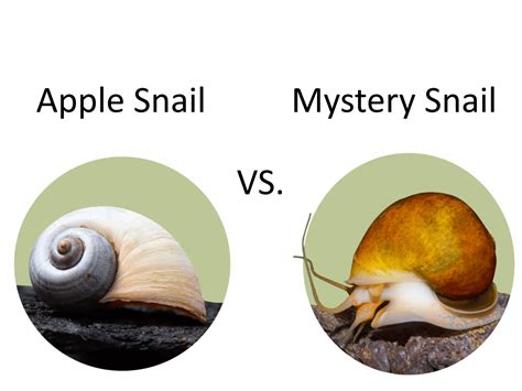 What Do You Call a Snail on a Ship? A Sailing Escargot or a Maritime Mystery?