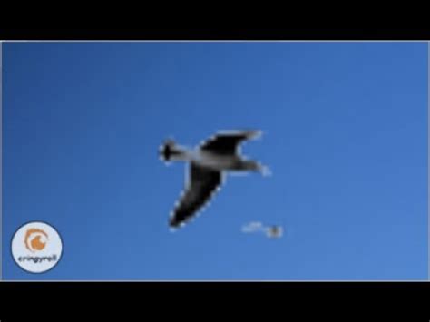 Who is responsible for making sure a drone does not fly too high? And why do birds suddenly appear every time drones are near?